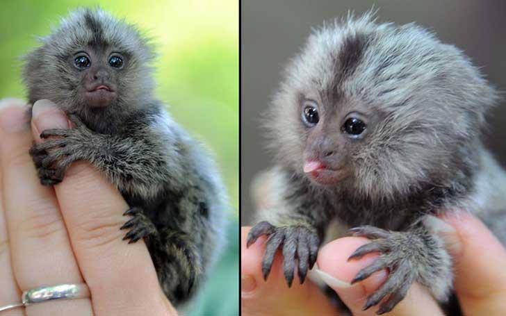 Самая маленькая обезьянка в мире. описание мармозетки