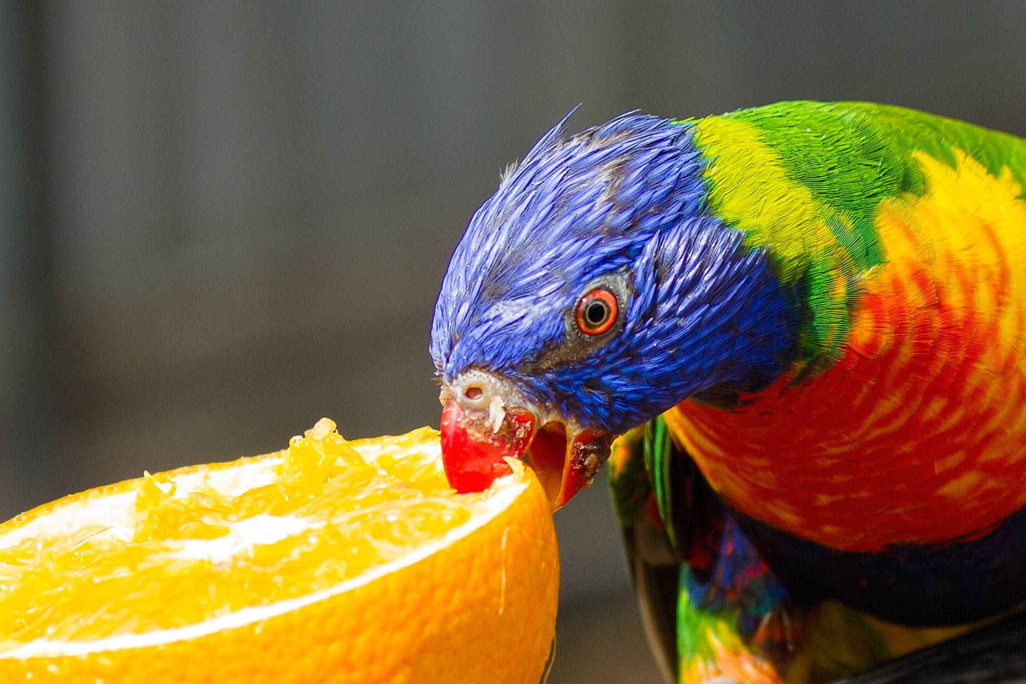 Королевские попугаи – фото, описание, ареал, рацион, враги, популяция