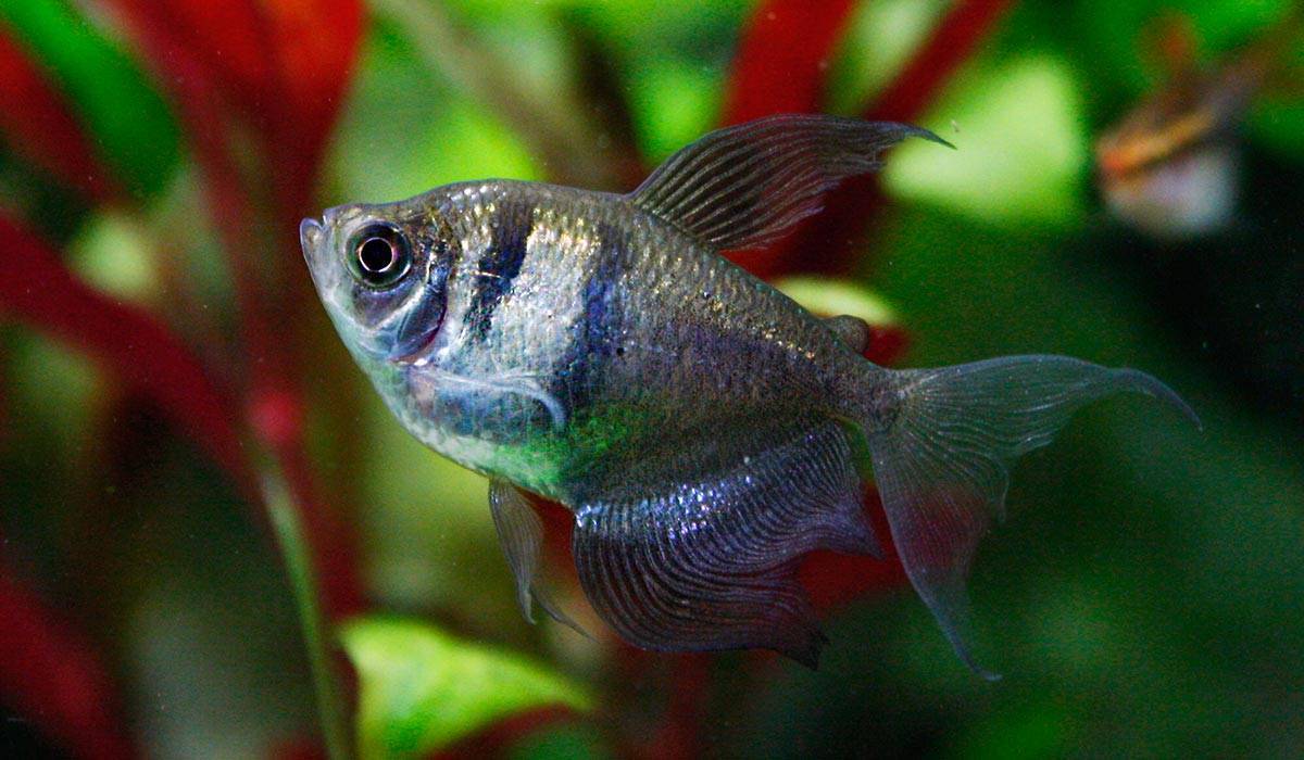 16 видов небольшой аквариумной рыбки тетры