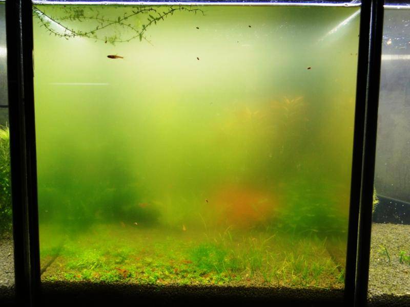 Как избавиться от водорослей в аквариуме: зеленые, нитевидные