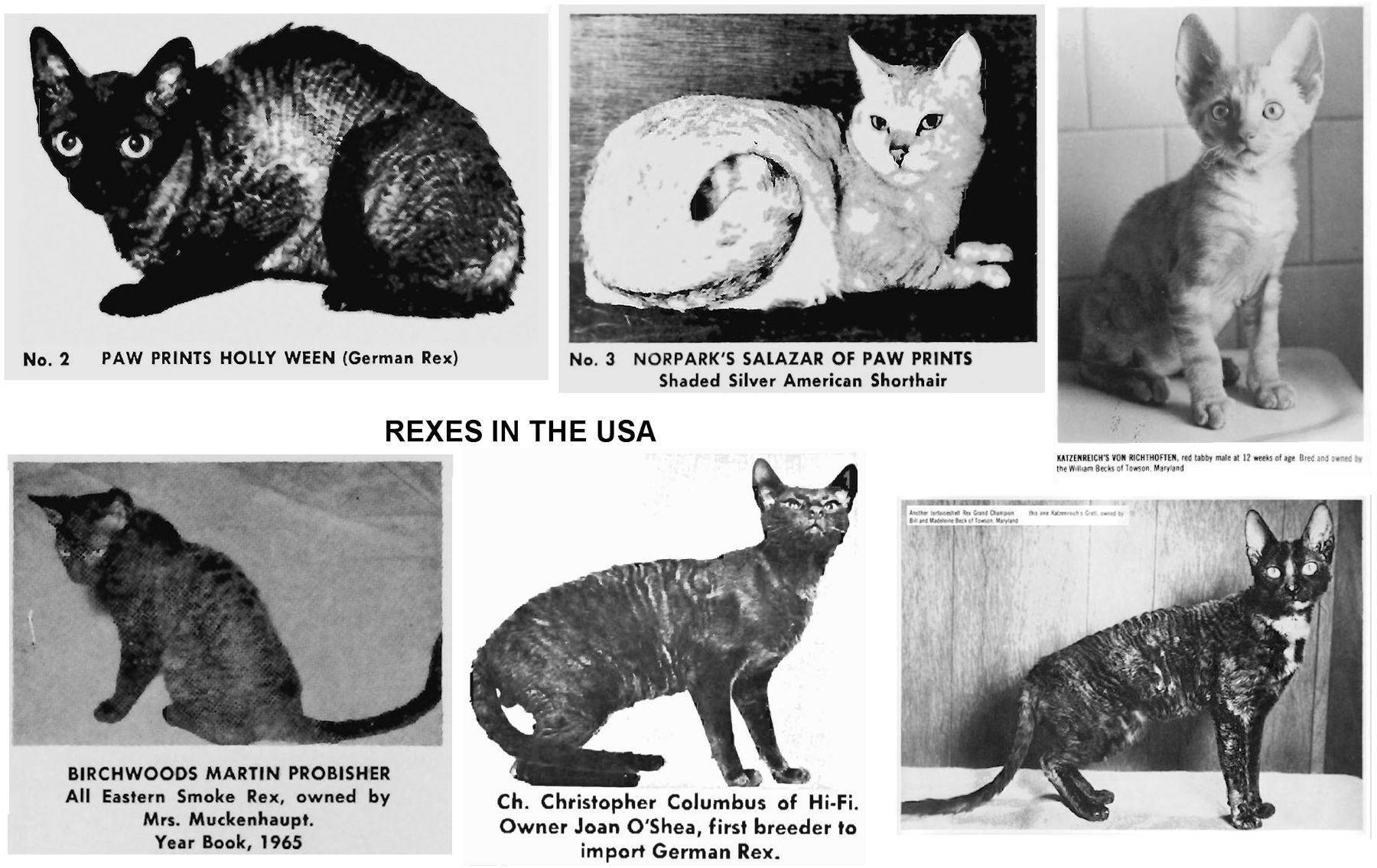 Немецкий рекс. описание породы и характера кошки
