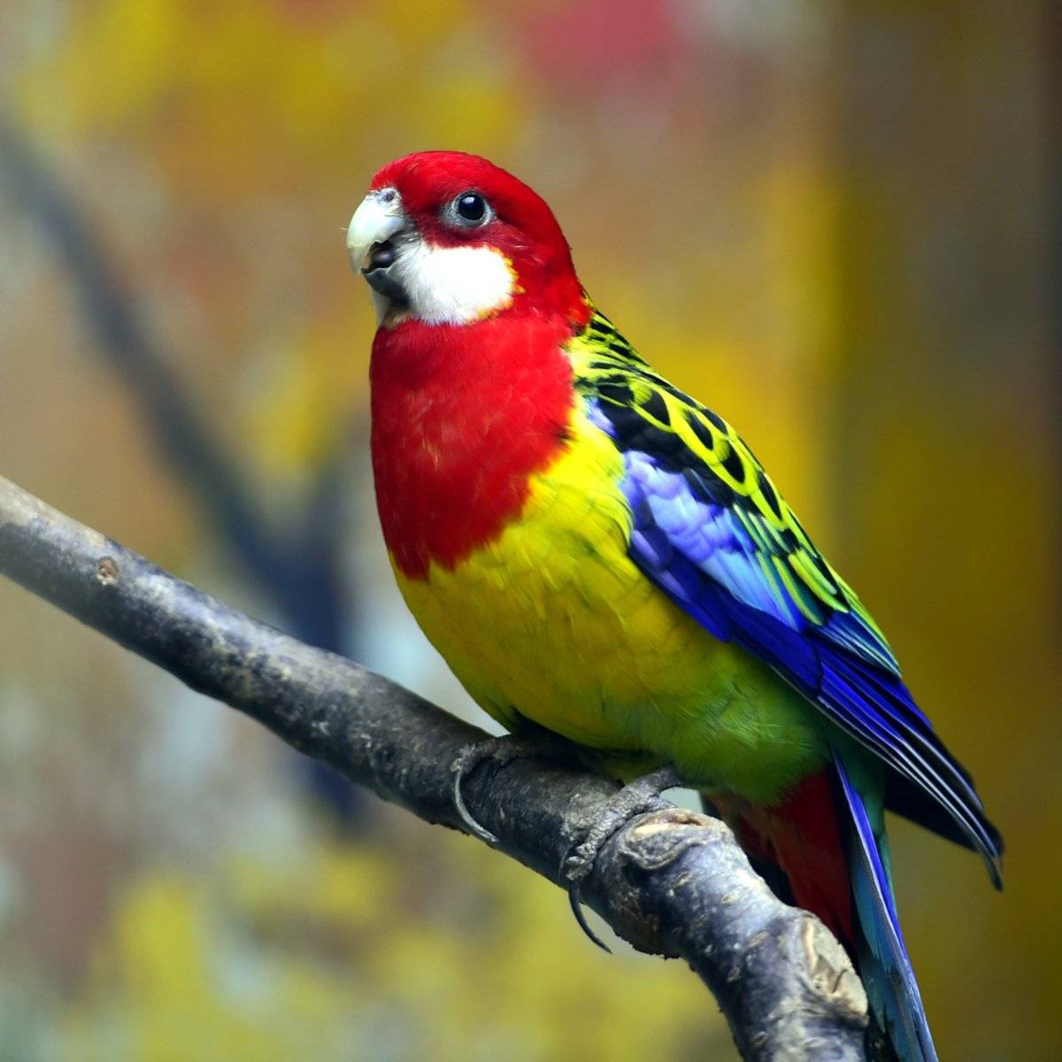 Попугай розелла пестрая: чем знаменит этот вид птиц, содержание и уход