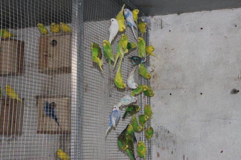 Бизнес разведения волнистых попугаев: подготовка, как создать пару, кормление, гнездо, рождение потомства