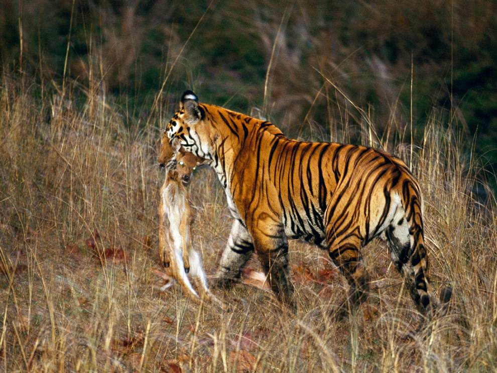 Тигр – полосатый хищник
