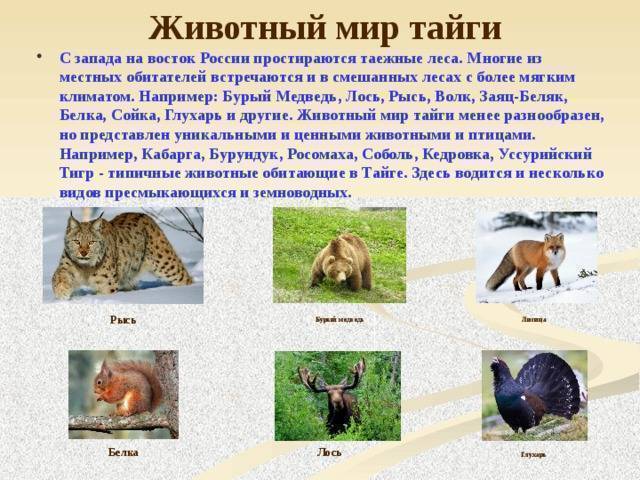 Какие животные и птицы обитают в тайге россии?