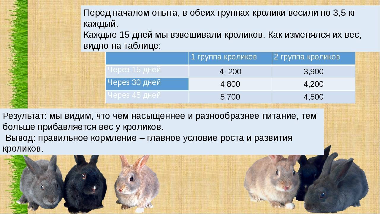Комбикорм в рационе кроликов | инфо сад