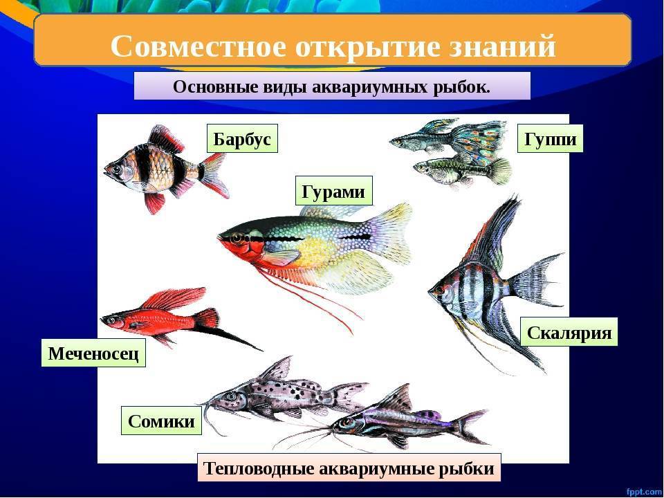 Как правильно выбрать корм для аквариумных рыбок: виды - ribulki.ru