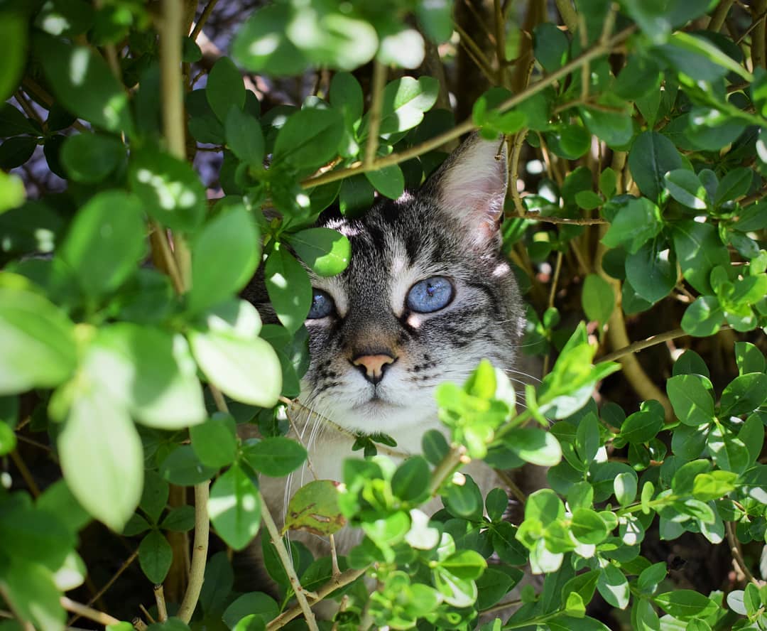 Охос азулес – новая порода кошек-голубоглазок