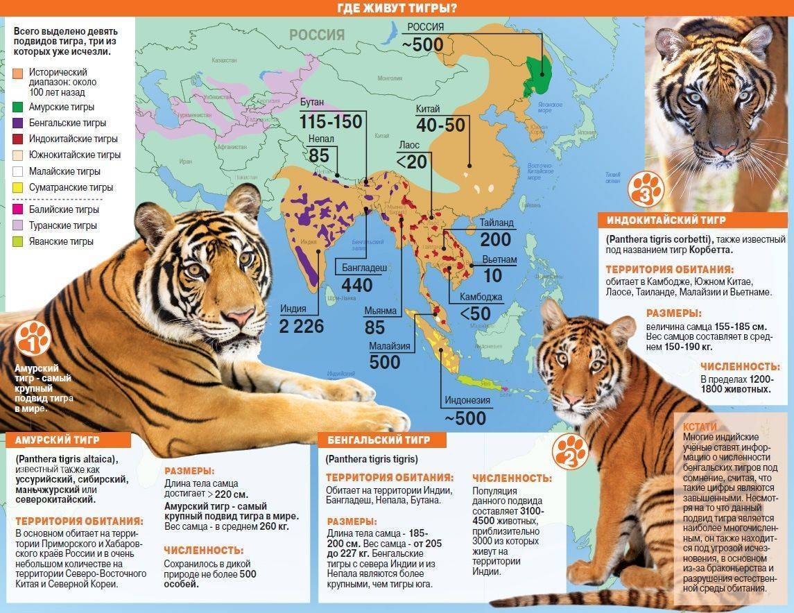 Описание яванского тигра из красной книги