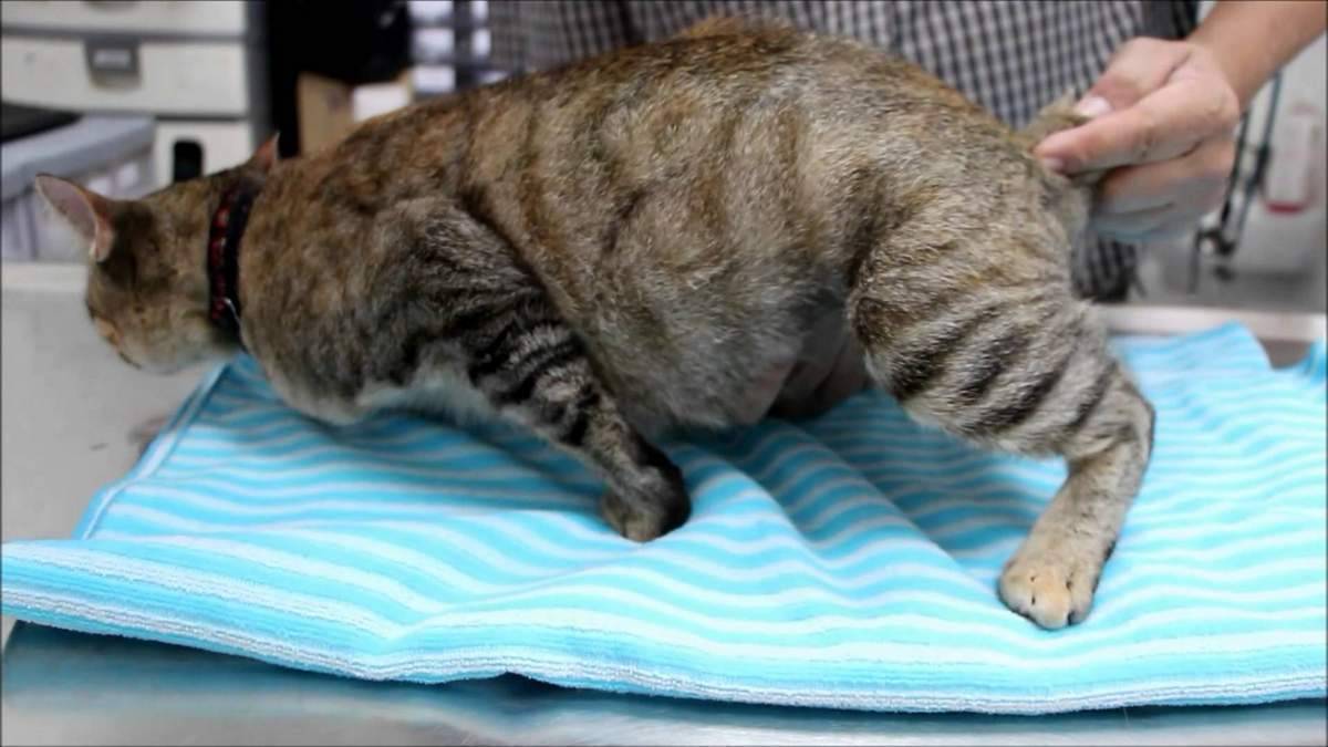 Как узнать что кошка беременна: в домашних условиях, с помощью рентгена, узи, теста