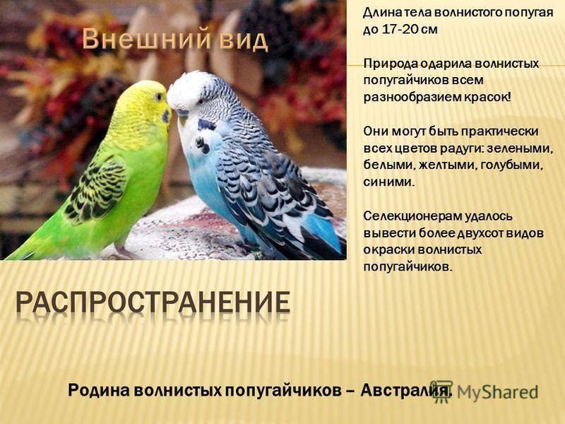 Все о волнистых попугаях: информация, фото, основные сведения