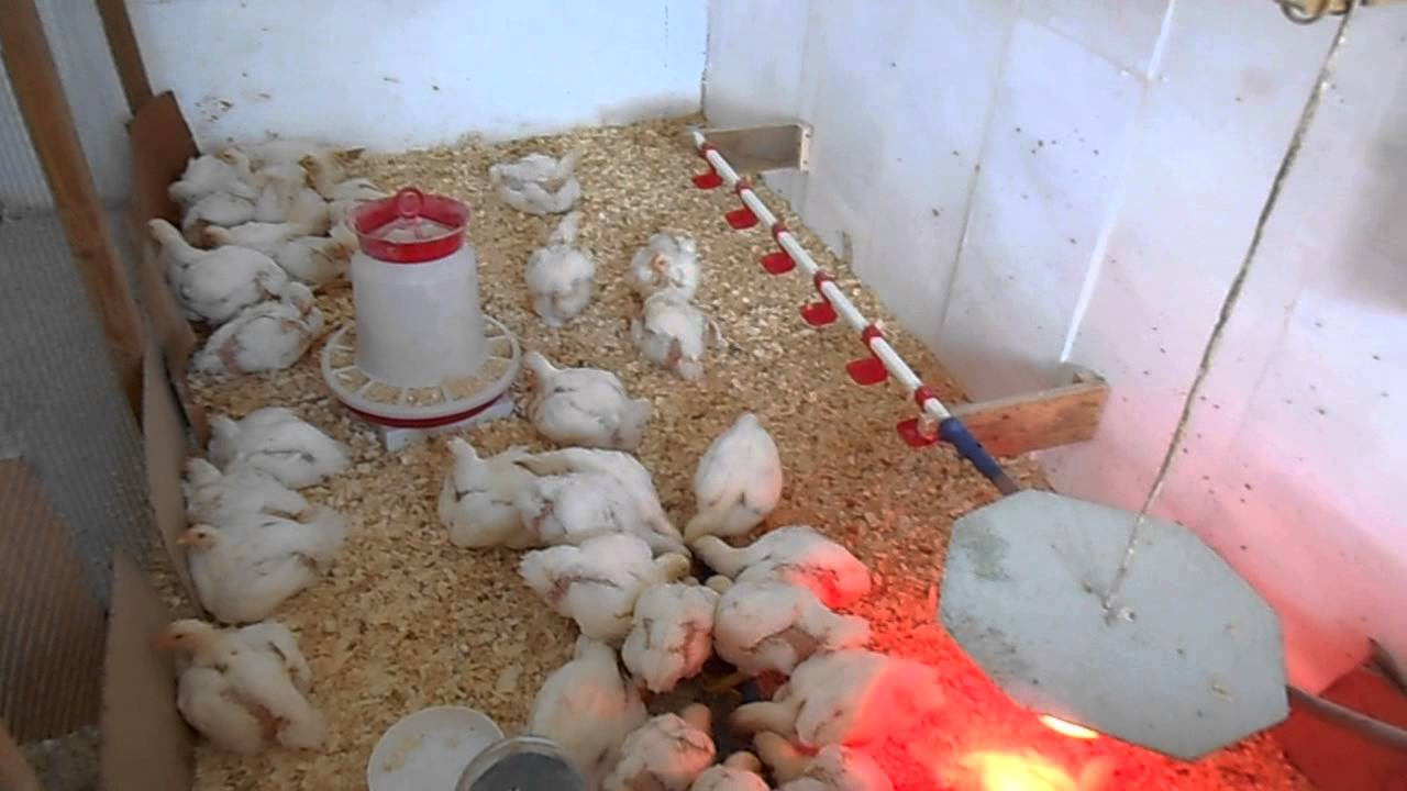 Чем кормить цыплят бройлеров и несушек