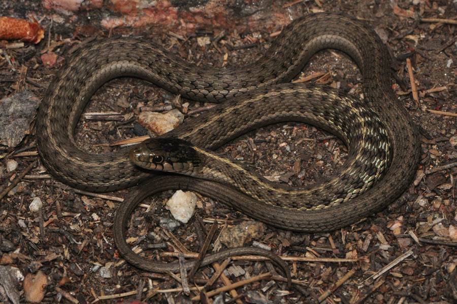 Какие виды змей обитают в наших лесах и что делать, если вас укусила змея