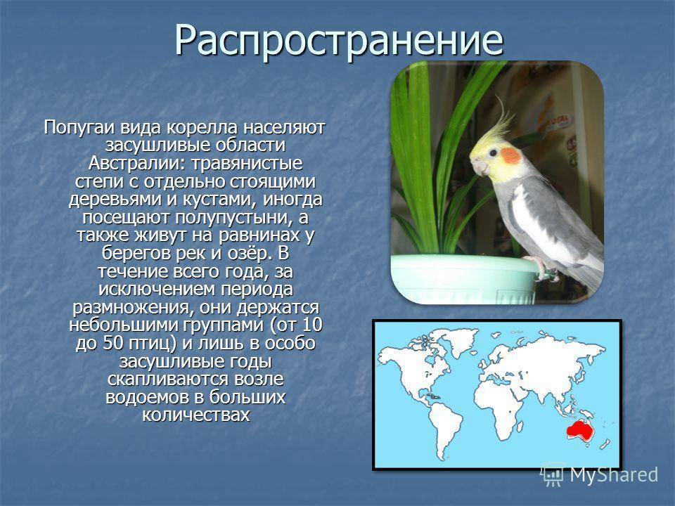 Немного о жизни попугая корелла