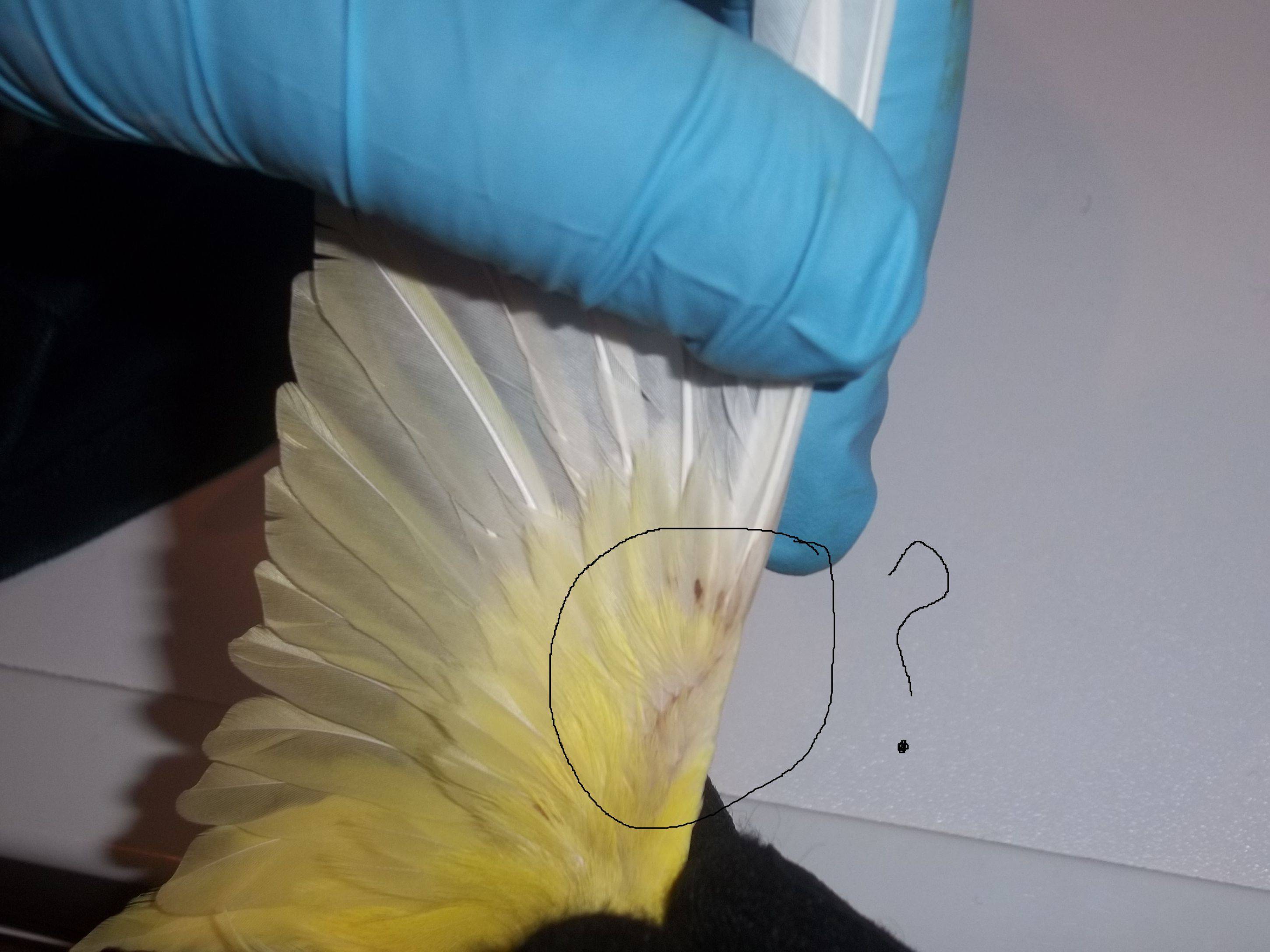 Как лечить очинного клеща у волнистого попугая?