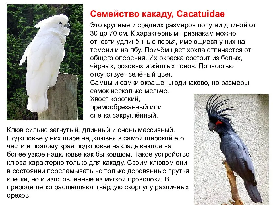 Попугай какаду: внешний вид, описание, разновидности