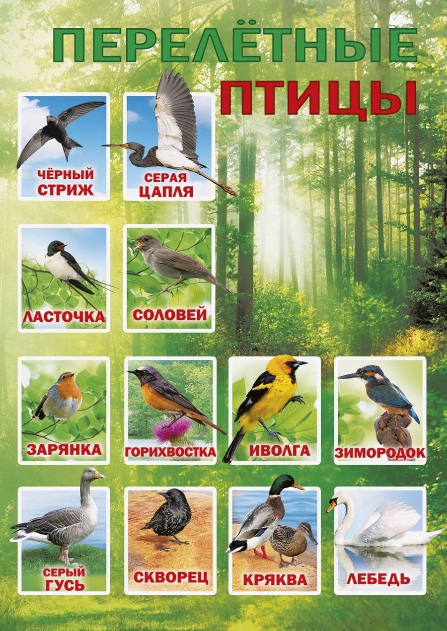 Список и характеристика перелетных птиц, какие птицы остаются зимовать?