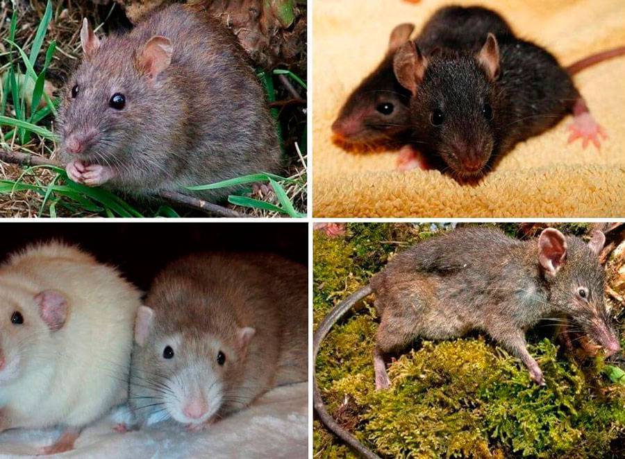 История грызунов. эволюция и происхождение грызунов. грызуны, мыши, крысы.