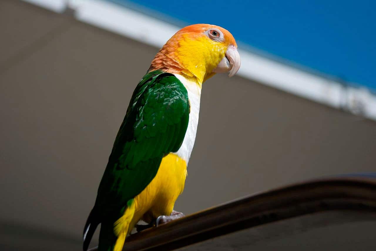 Попугай аратинга. образ жизни и среда обитания попугая аратинга