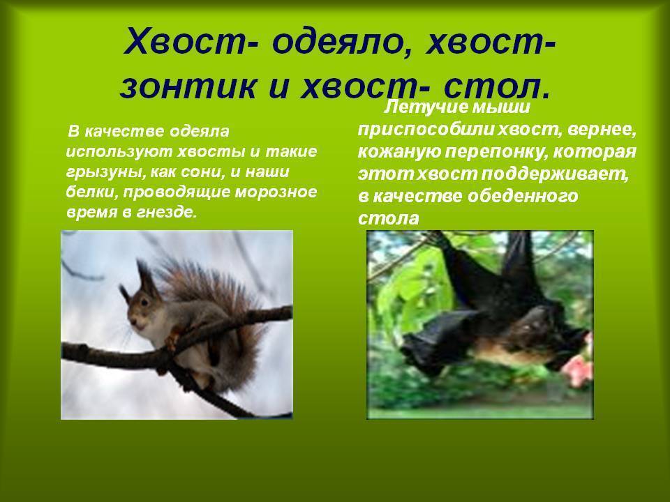8 причин, зачем животным нужен хвост - kotiko.ru