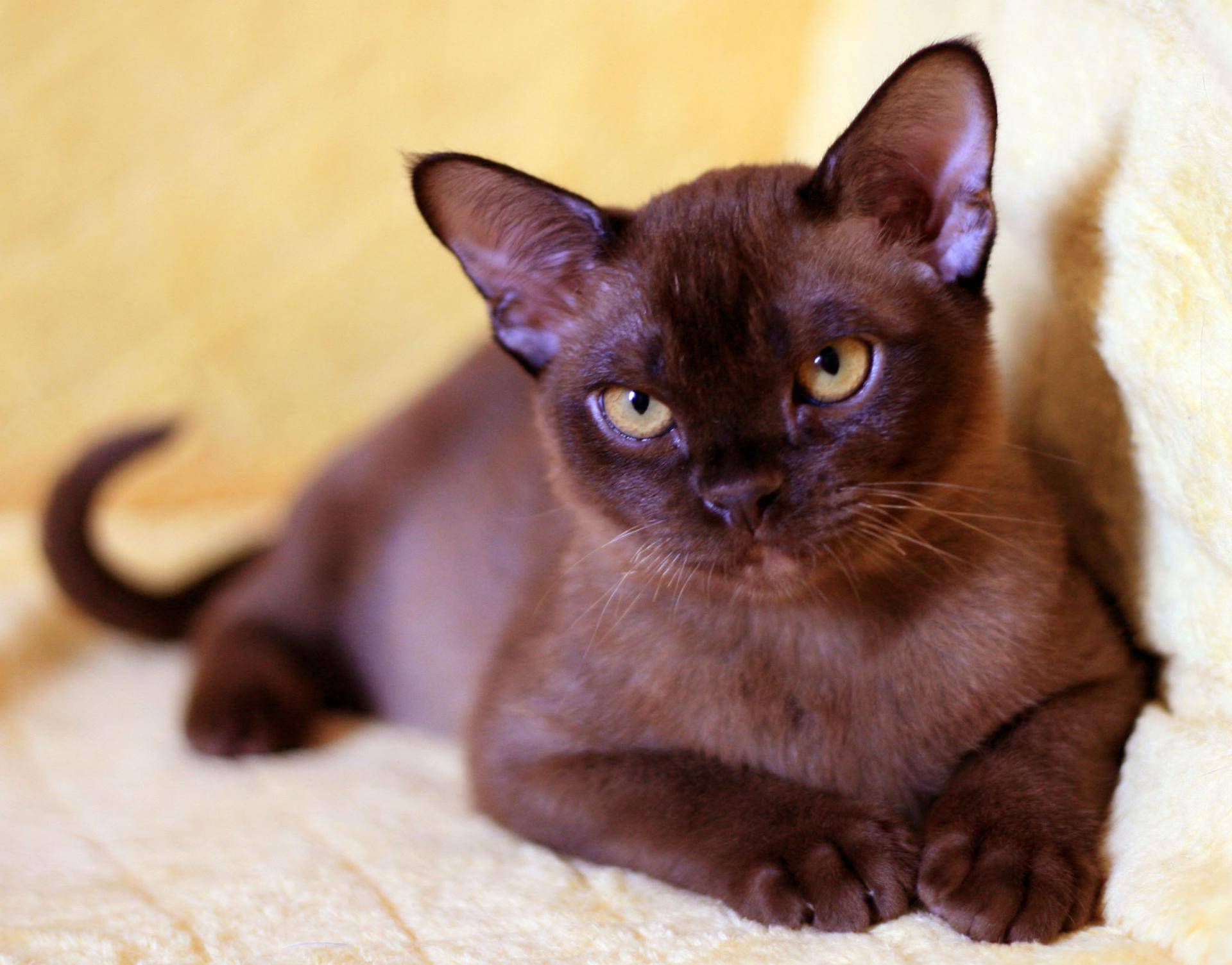 Бурманская кошка: 140 фото и видео советы владельцев и ветеринаров по уходу