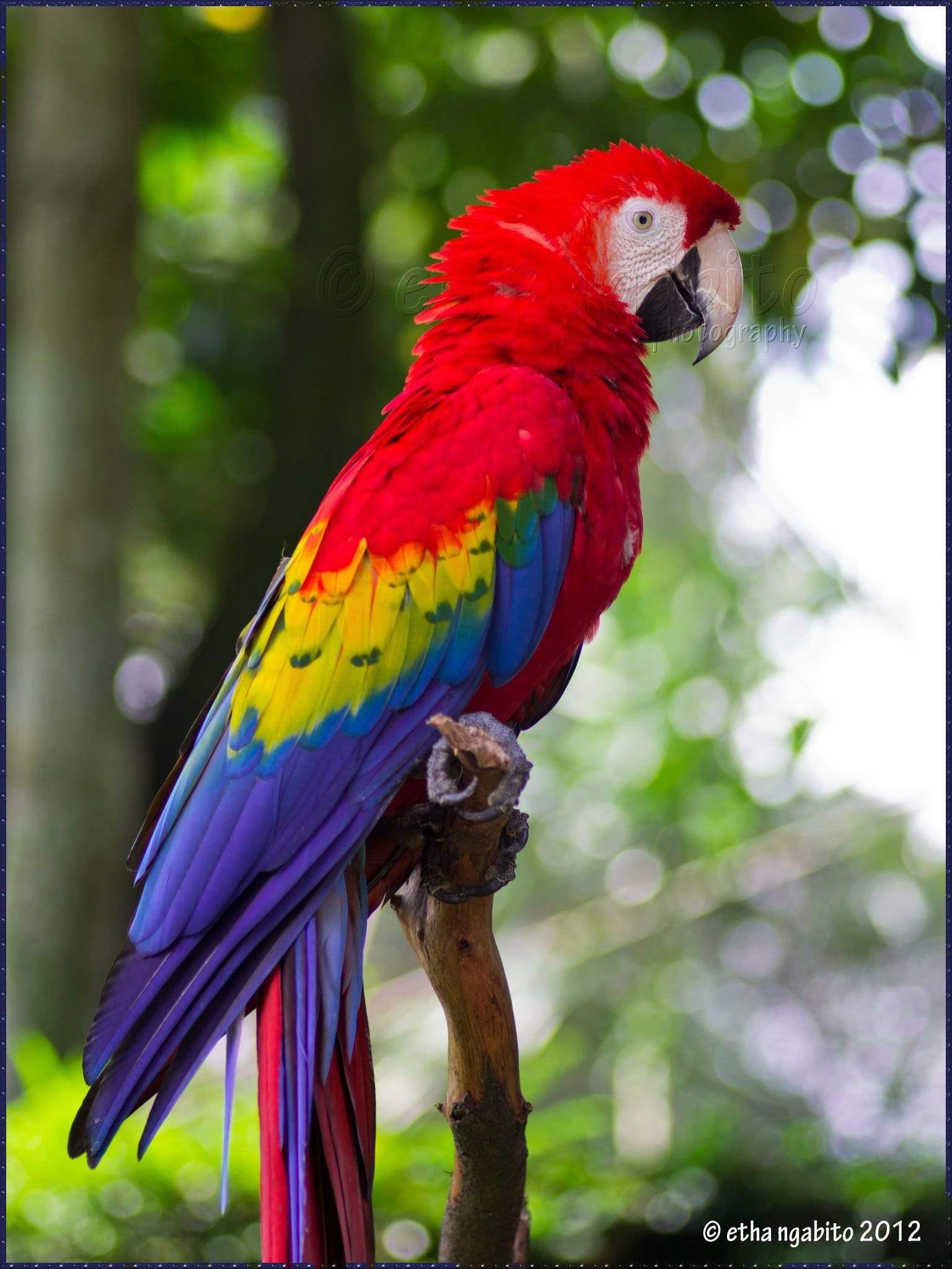 Самые большие попугаи в мире: топ-10 описание и фото