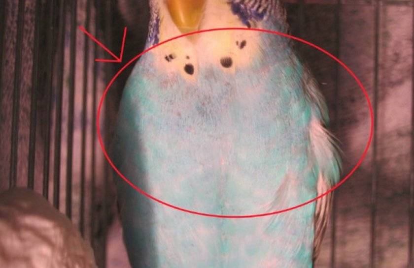 Как избавится от блох у попугаев: препараты, чистка клетки и профилактика заражения