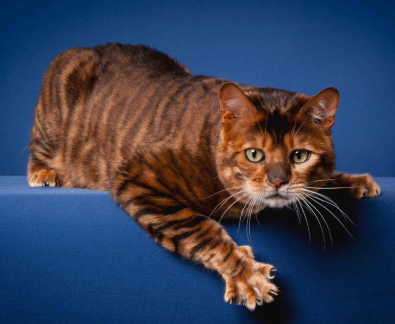 Что собой представляет порода кошек тойгер: описание внешнего вида и характера