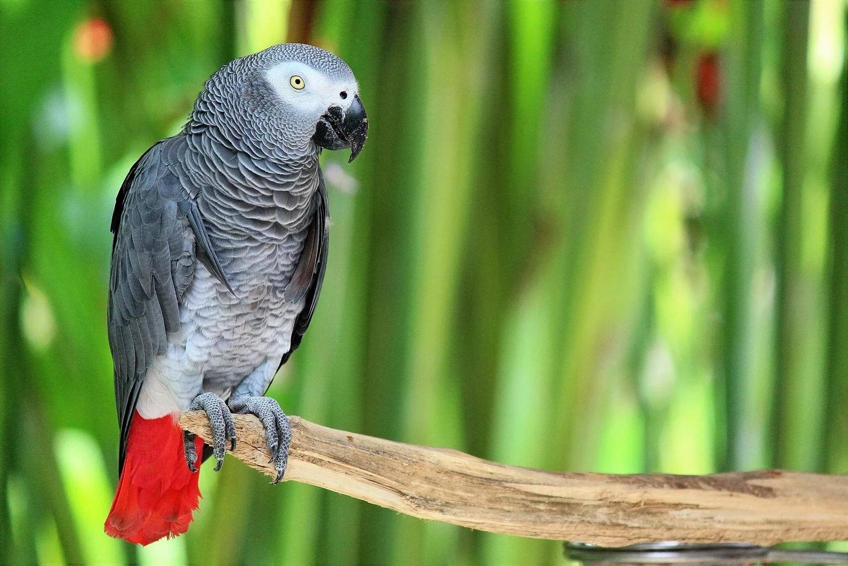 Как выбрать попугая и научить его говорить?