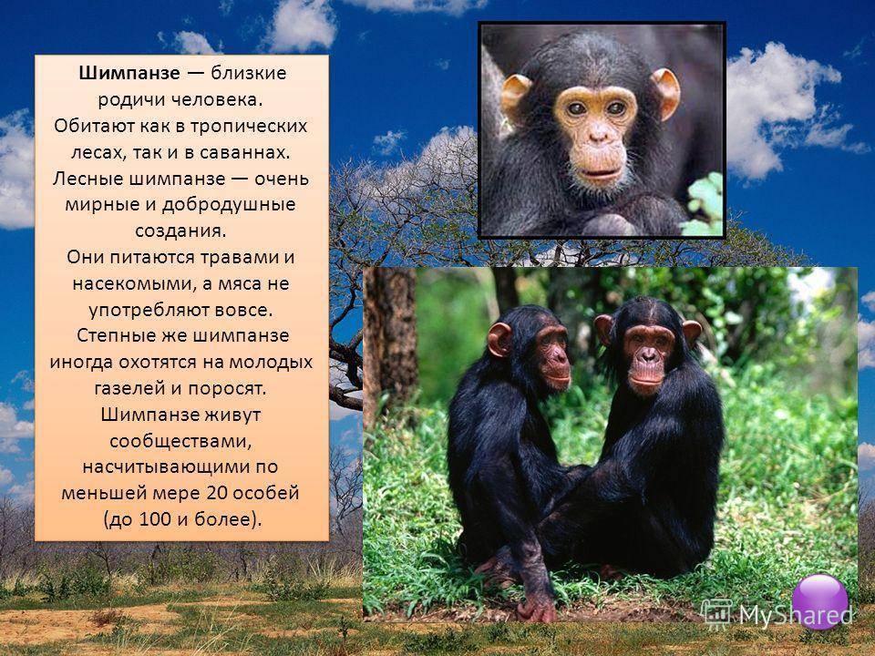 Шимпанзе - вики