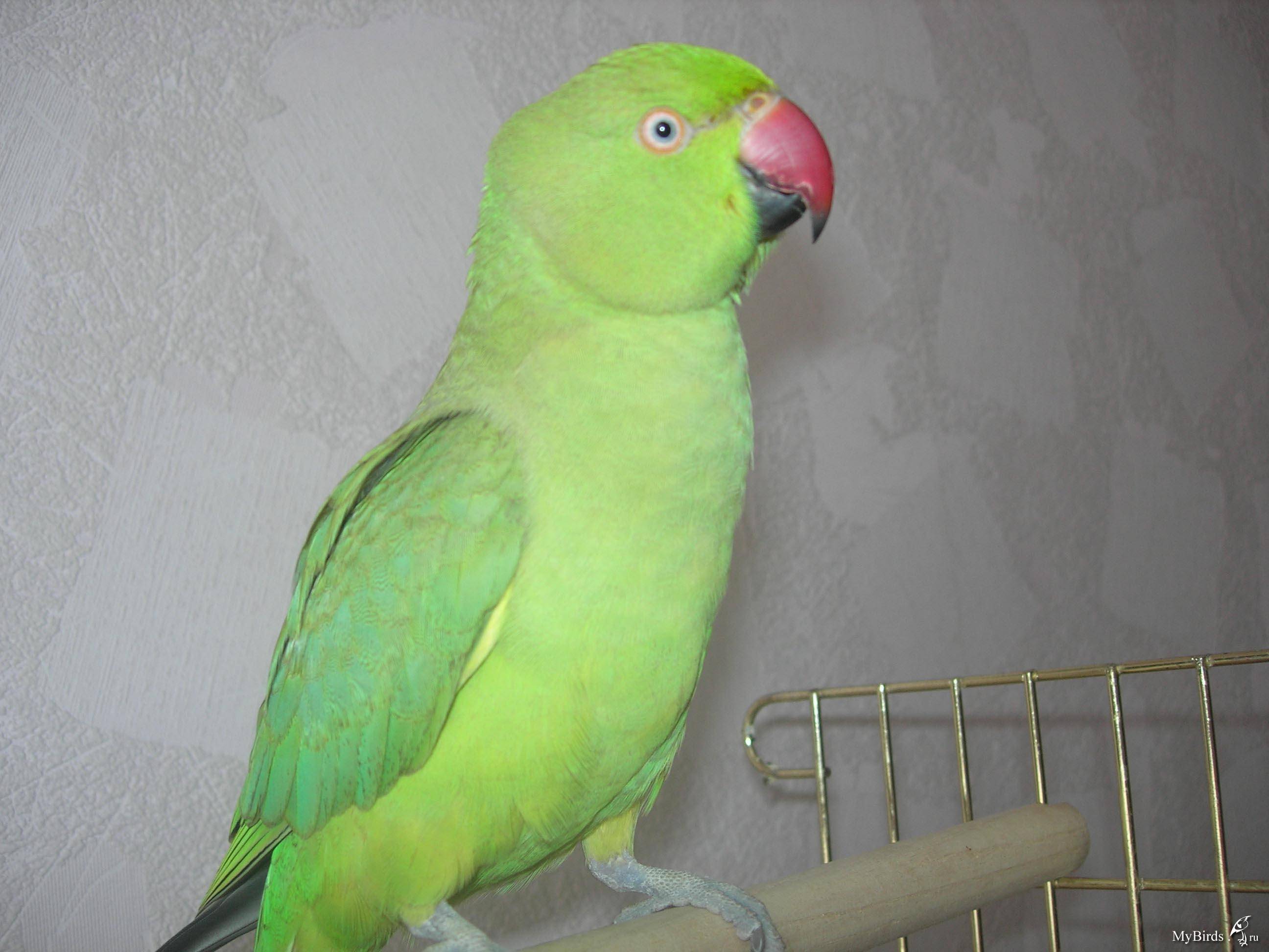 Ожереловый попугай: уход и содержание. приручение и разведение