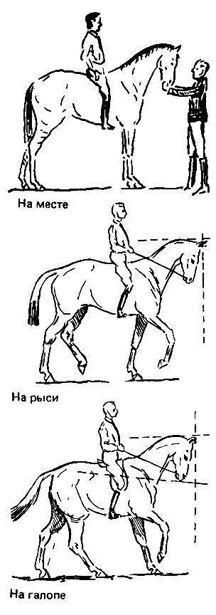 8 ошибок при обучении езде на лошади