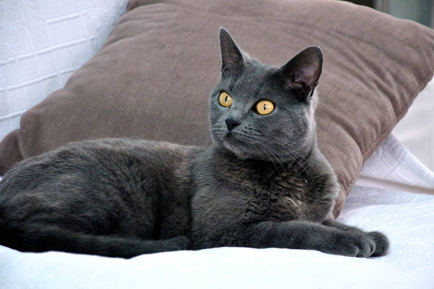 Картезианская кошка (картезианский кот, шартрез): описание породы с фото