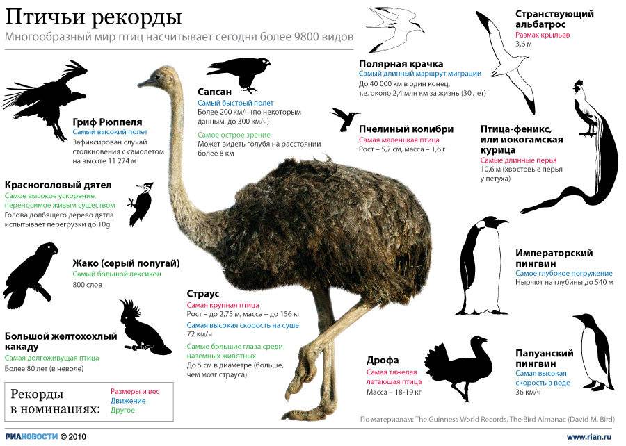 Самая крупная хищная птица: описание, среда обитания, фото