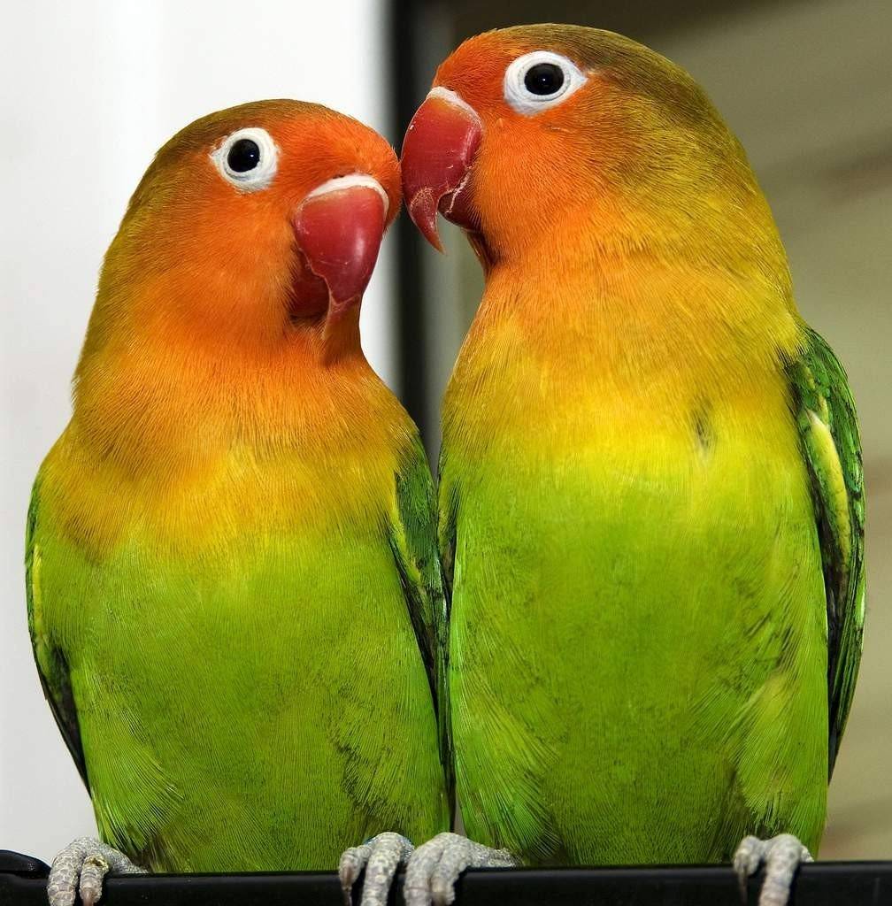 Сколько лет живут попугаи неразлучники