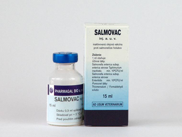 Лечение сальмонеллеза у голубей: препараты, чем пропоить и вакцинация