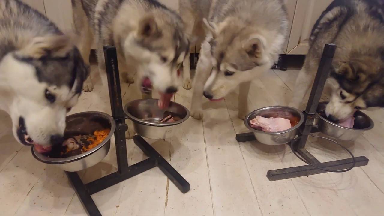 Чем кормить щенка хаски 2 месяца | собачий блог
