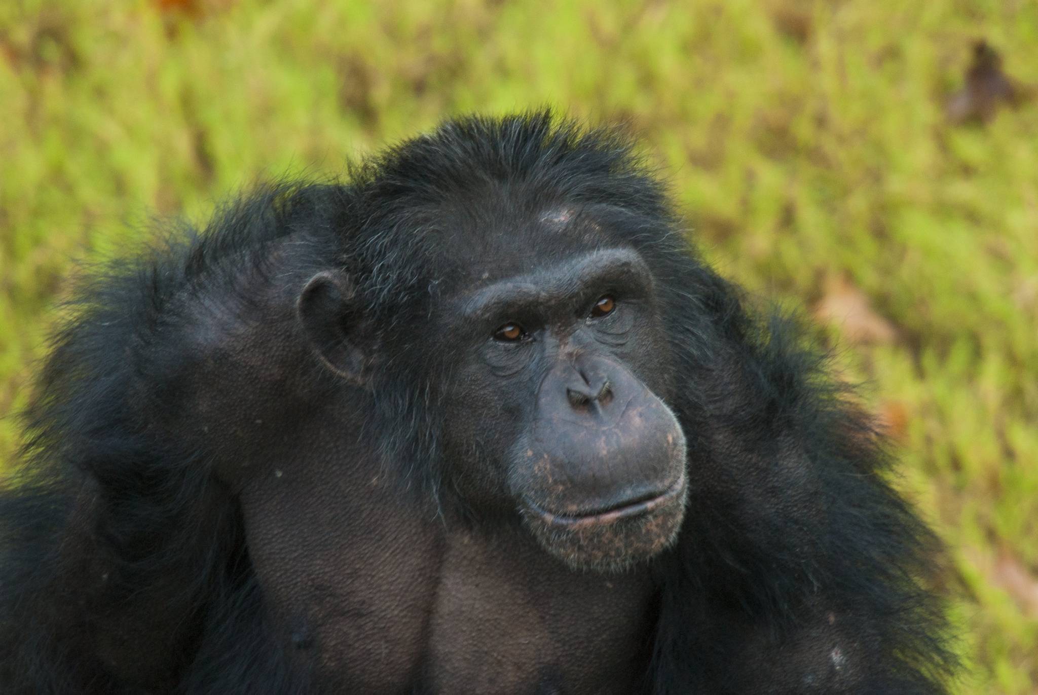 Шимпанзе: описание, где обитают, сколько живут, чем питаются