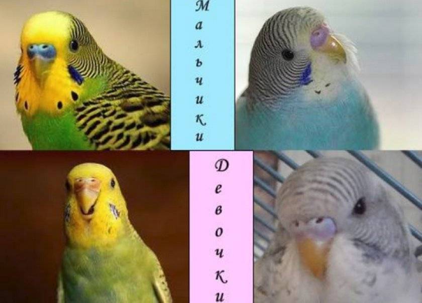 Как точно определить пол волнистых попугаев