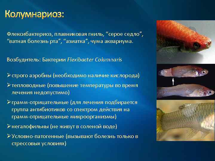 Гельминтозы, передающиеся через рыбу и рыбные продукты