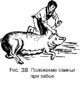 Как правильно колоть свинью в шею