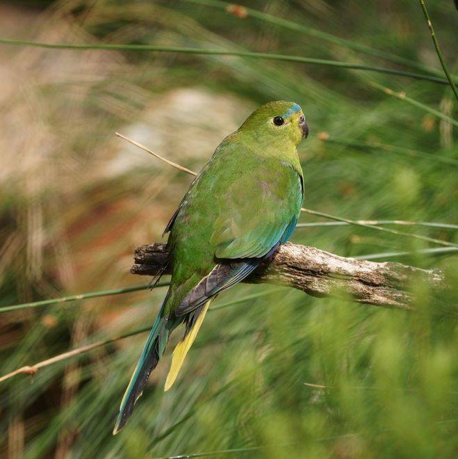 Волнистый попугайчик : фото, видео, содержание и размножение