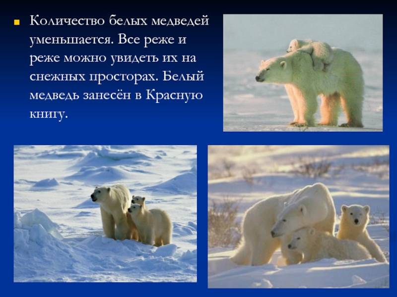 Белый медведь – крупный хищник севера. описание и фото белого медведя