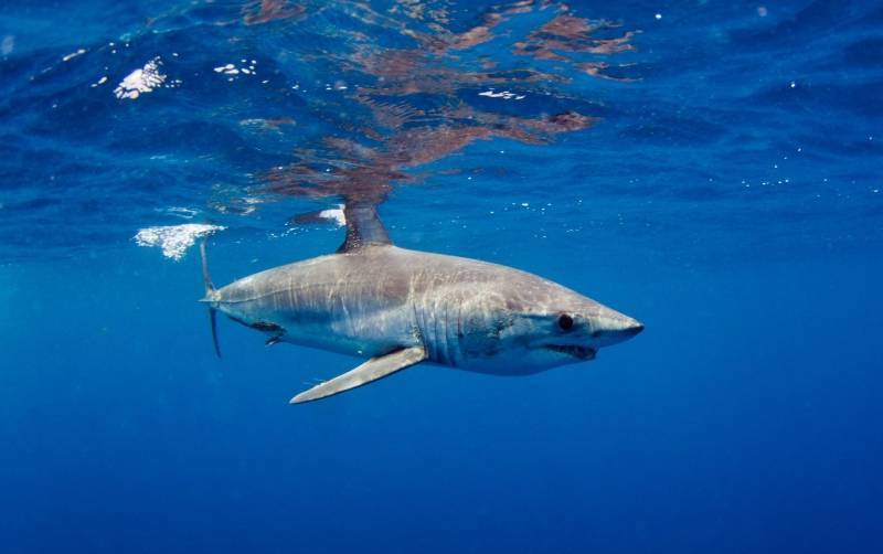 Топ-10 акул с фото. какая из них самая большая в мире?