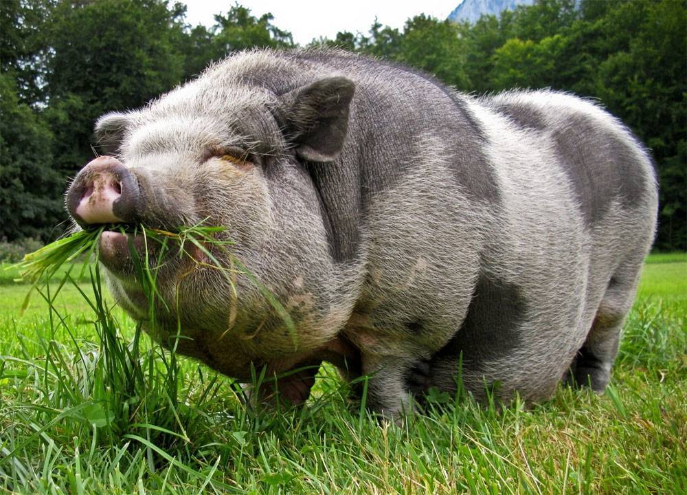 Самые большие свиньи в мире: фото, вес, особенности