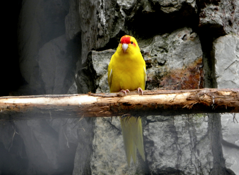Новозеландский попугай какарик
