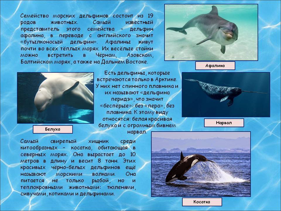 Дельфин: описание животного, интересные факты и фото