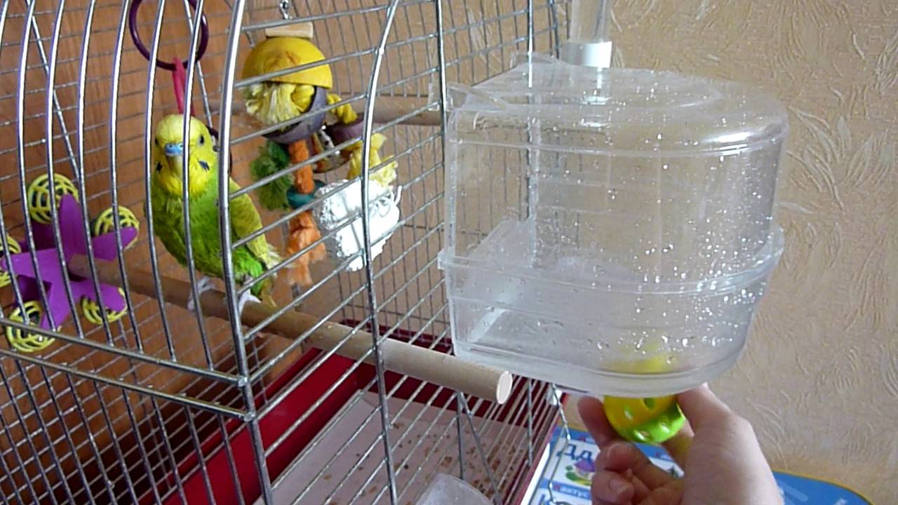 Как мыть волнистого попугая: в ванночке, под краном