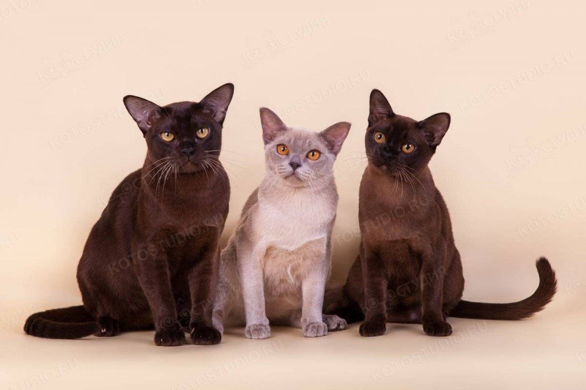 Бурманские кошки: описание породы, характер, здоровье