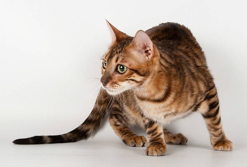 Тайгер: описание породы кошек.уход,фото и характер тайгера | кот и кошка